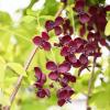 Bild: klettergurke-akebia_quinata_bluete-pflanze_20539.jpg 