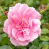 Bild kletterrose-camelot-pflanzen_19418.jpg