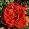 Bild kletterrose-florentina-rosen-pflanzen_16136.jpg