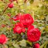 Bild kletterrose-florentina-rot_16135.jpg