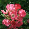 Bild kletterrose-himmelsstuermer-hof-jeebel_15325.jpg