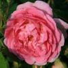 Bild kletterrose-jasmina-climber-hof-jeebel_14300.jpg