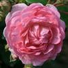 Bild kletterrose-jasmina-climber-rosen-hof-jeebel_14299.jpg