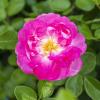 Bild kletterrose-jasmina-rosenbogen-pflanzen_17331.jpg