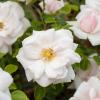 Bild kletterrose-new-dawn_11012.jpg