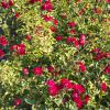Bild kletterrose-rambling-rosie-rote-rosen_16384.jpg
