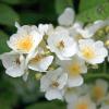 Bild kletterrose-rosa-multiflora-rosen-pflanzenjpg_16264.jpg