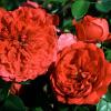 Bild kletterrosen-florentina-rosen-pflanzen-hof-jeebel_16137.jpg