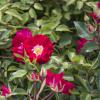 Bild kletterrosen-rambling-rosie-ramblerrose_16386.jpg