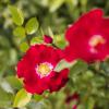 Bild kletterrosen-rambling-rosie-ramblerrosen_16257.jpg