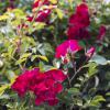 Bild kletterrosen-rambling-rosie-rote-rosen_16383.jpg