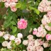 Bild kletterrosen-raubritter-endlose-bluete_18023.jpg