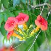 Bild klettertrompete-campsis-radicans_14116.jpg