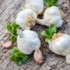 Bild knoblauch-cledor-pflanzen_19255.jpg