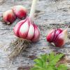 Bild knoblauch-morado-wintersteckzwiebeln-hof-jeebel.jpg