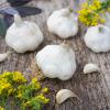Bild knoblauch-vallelado-herbstpflanzung-hof-jeebel_14816.jpg