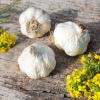 Bild knoblauch-vallelado-hof-jeebel_14817.jpg