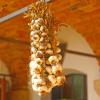 Bild knoblauch-vallelado-knoblauchzopf-lagern_4304.jpg