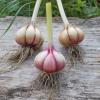 Bild knoblauch_morado_c_12531.jpg