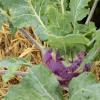 Bild: kohlrabi-dyna-saatgut_21199.jpg 
