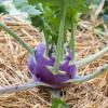 Bild: kohlrabi-dyna-samen_21198.jpg 
