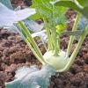 Bild kohlrabi-enrico-pflanzen.jpg