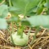 Bild kohlrabi-jungplanze-enrico.jpg