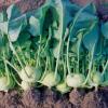 Bild kohlrabi-noriko-saatgut-freilandkohlrabi_17040.jpg