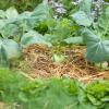 Bild kohlrabi-saatgut-sorte-noriko-freilandkohlrabi_17042.jpg