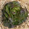 Bild kopfsalat-baquieu-biosaatgut-biogartenversand_13862.jpg