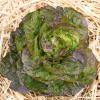 Bild kopfsalat-baquieu-hof-jeebel-biogartenversand.jpg
