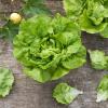 Bild kopfsalat-chez-le-bart-bio-saat-hof-jeebel_14764.jpg