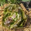 Bild kopfsalat-roter-butterhaeuptl-saatgut_19934.jpg