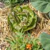 Bild kopfsalat-roter-butterhaeuptl-samen_11498.jpg