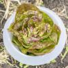 Bild kopfsalat-roter-butterhaeuptl_19935.jpg