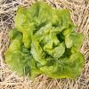 Bild kopfsalat-valdor-jungpflanze-herbst.jpg
