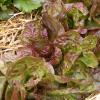 Bild kopfsalat_merveille-des-quatre-saisons_3909.jpg