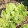 Bild kopfsalat_ultra_b_12514.jpg
