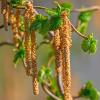 Bild korkenzieherhasel-corylus-avellana-strauch-pflanzen_18972.jpg