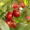 Bild kornelkirsche-cornus-mas-obstbaum-hof-jeebel_13335.jpg