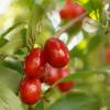 Bild kornelkirsche-jolico-cornus-mas-obstbaum-hof-jeebel_14859.jpg
