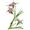 Bild kornrade-fast-ausgestorben-agrostemma-githago-hof-jeebel_14679.jpg