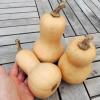 Bild kuerbis_mini_butternut_17487.jpg