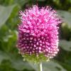 Bild kugelkoepfiger-zierlauch-allium.jpg