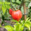 Bild lagertomate-pantelli-bio-saatgut_17637.jpg