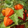 Bild lampionblume_physalis_alkekengi_var_franchetii_b.jpg