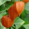 Bild lampionblume_physalis_alkekengi_var_franchetii_c_13021.jpg