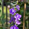 Bild lanzenrittersporn_delphinium_ajacis_f_12172.jpg