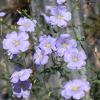 Bild linum_perenne_lein_mehrj_himmelszelt.jpg