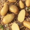 Bild linzer-delikatess-pflanzkartoffeln_3086.jpg
